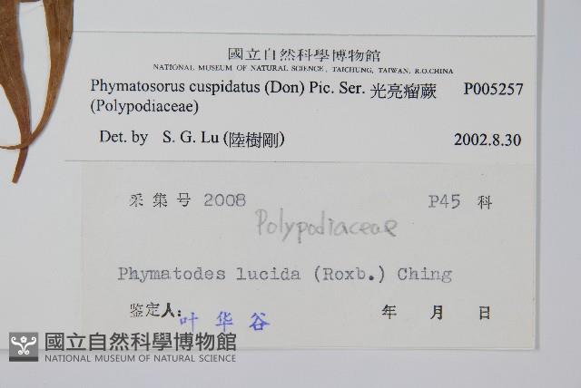 光亮瘤蕨藏品圖，第2張