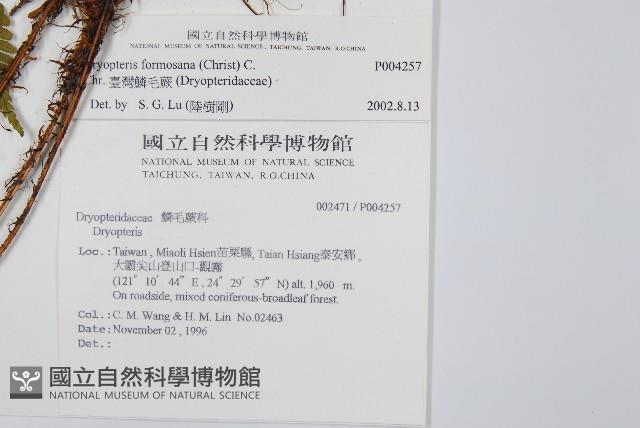 臺灣鱗毛蕨藏品圖，第2張