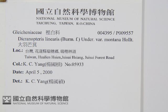 大羽芒萁藏品圖，第2張