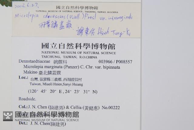 羽葉鱗蓋蕨藏品圖，第2張