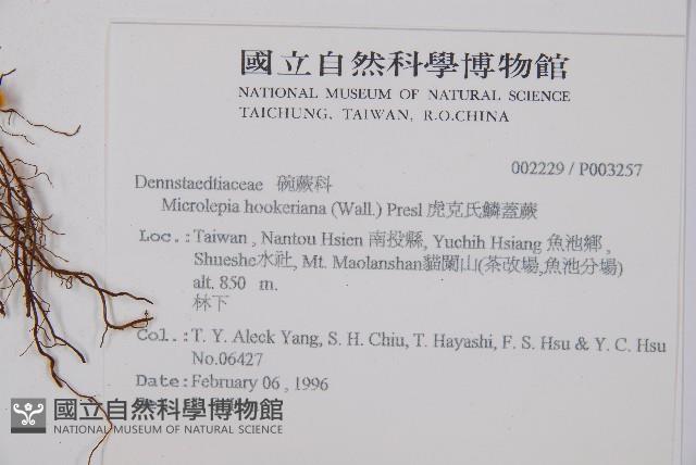 虎克氏鱗蓋蕨藏品圖，第2張