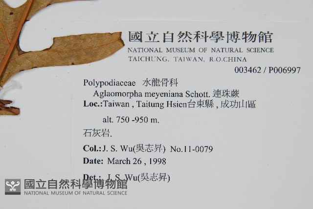 連珠蕨藏品圖，第2張
