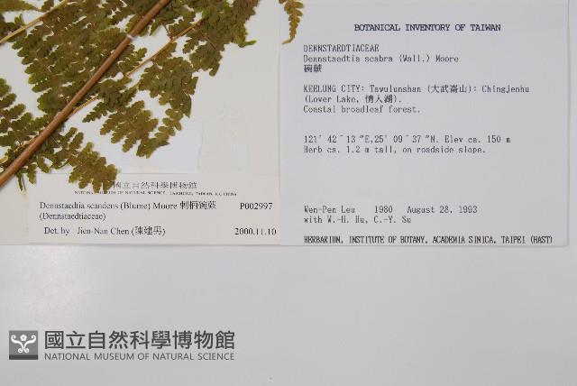 刺柄碗蕨藏品圖，第2張