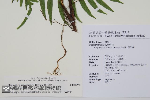 瘤足蕨藏品圖，第2張