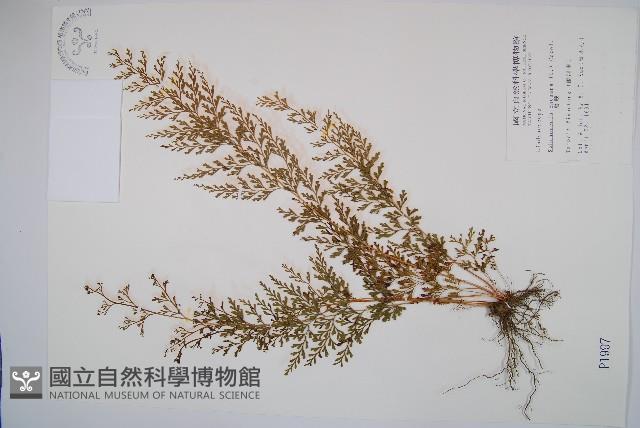 烏蕨藏品圖，第1張