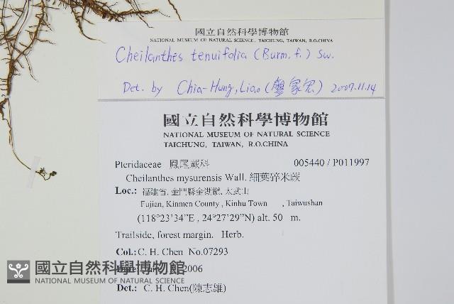 薄葉碎米蕨藏品圖，第2張