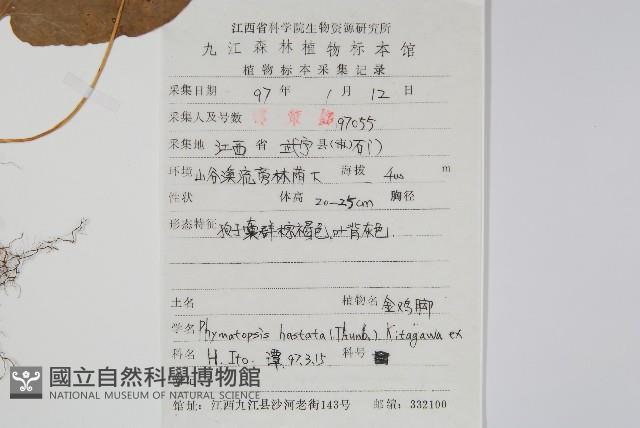 金雞腳藏品圖，第2張
