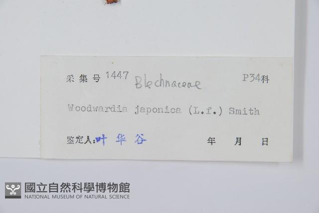 日本狗脊蕨藏品圖，第2張