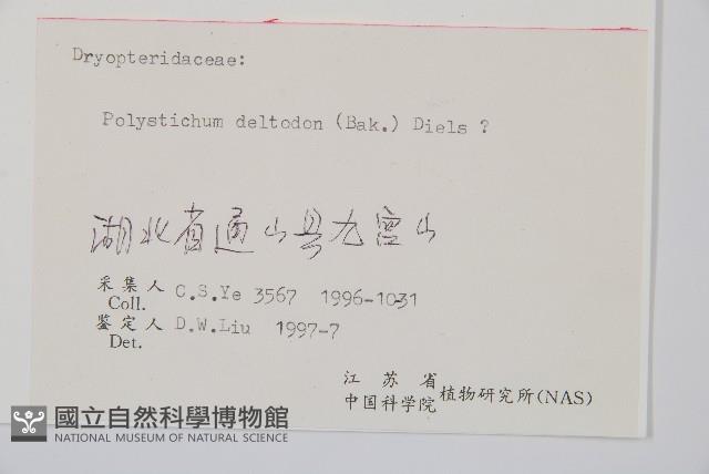 對生耳蕨藏品圖，第2張