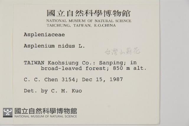 臺灣山蘇花藏品圖，第2張