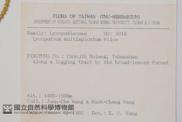 Taiwan running-pine Collection Image, Figure 2, Total 2 Figures