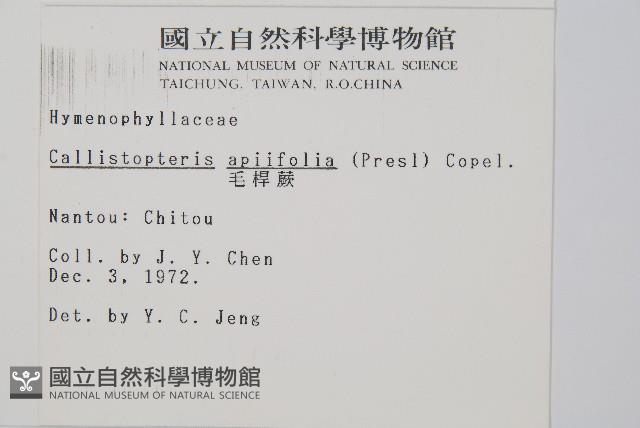 毛桿蕨藏品圖，第2張