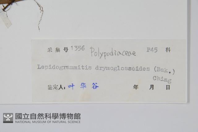 抱石蓮藏品圖，第2張