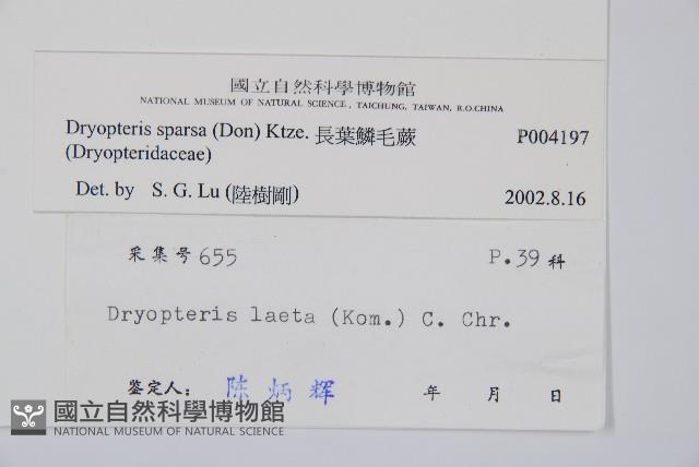 長葉鱗毛蕨藏品圖，第2張