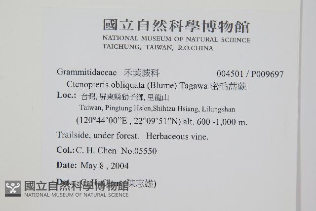 密毛蒿蕨藏品圖，第1張