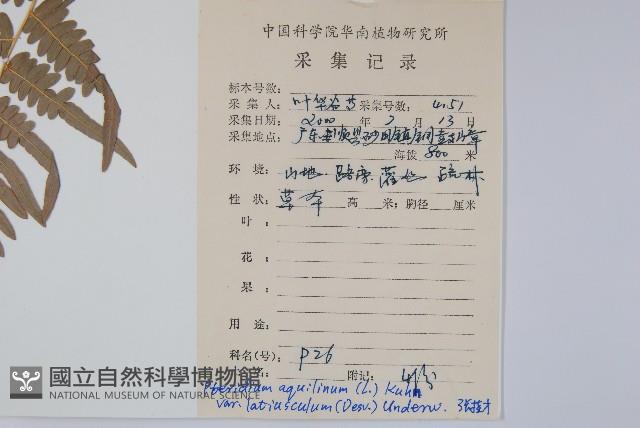 蕨藏品圖，第2張