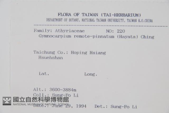 細裂羽節蕨藏品圖，第2張