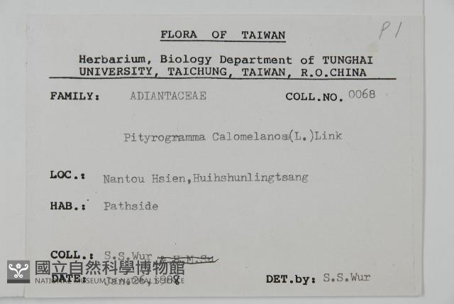 粉葉蕨藏品圖，第2張