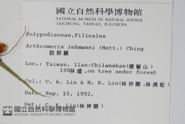 肢節蕨藏品圖，第2張