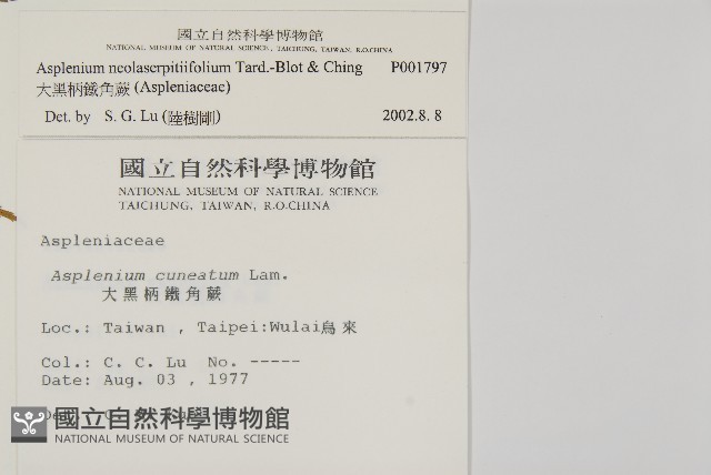 大黑柄鐵角蕨、黃鱗鐵角蕨、大羽鐵角蕨藏品圖，第2張