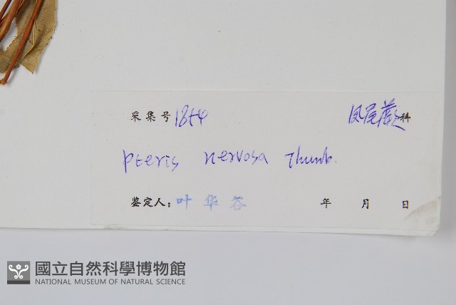 鳳尾蕨藏品圖，第2張