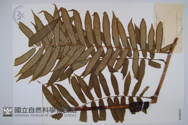 觀音座蓮藏品圖，第1張