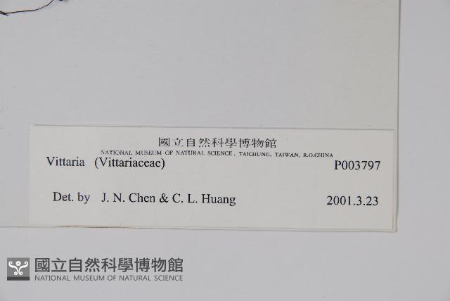 登錄號:P003797藏品圖，第2張