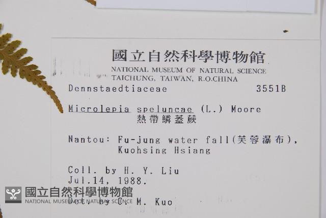 熱帶鱗蓋蕨藏品圖，第2張