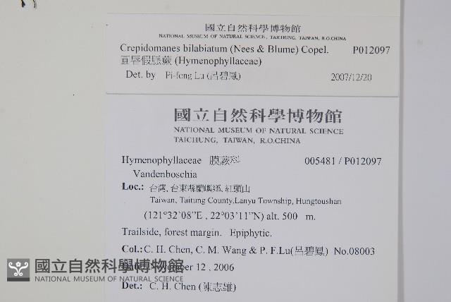 圓唇假脈蕨藏品圖，第2張