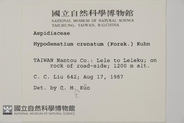 腫足蕨藏品圖，第2張