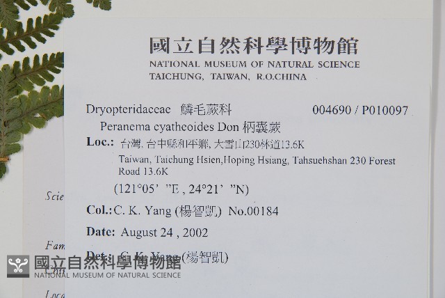 柄囊蕨藏品圖，第2張