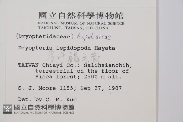 厚葉鱗毛蕨藏品圖，第2張