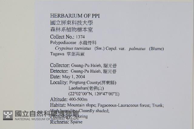 掌葉茀蕨藏品圖，第2張