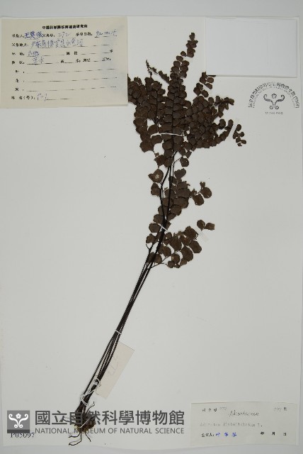 扇葉鐵線蕨藏品圖，第1張