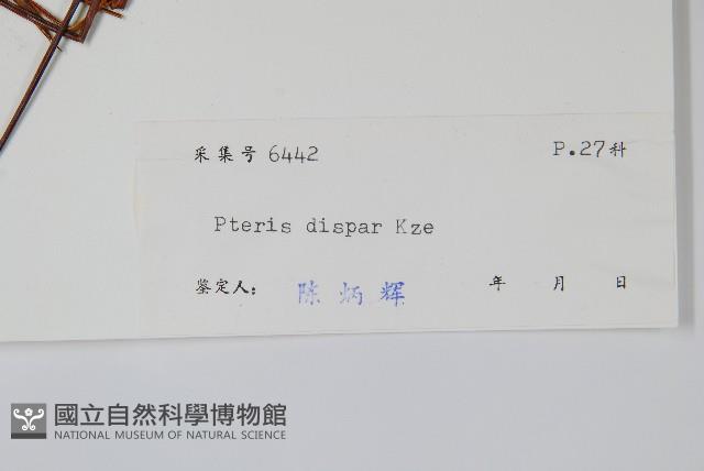 天草鳳尾蕨藏品圖，第2張