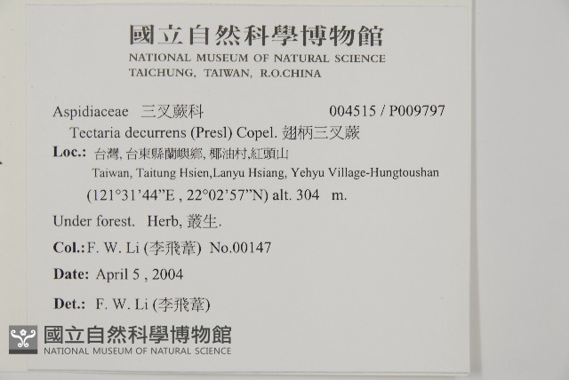 翅柄三叉蕨藏品圖，第2張