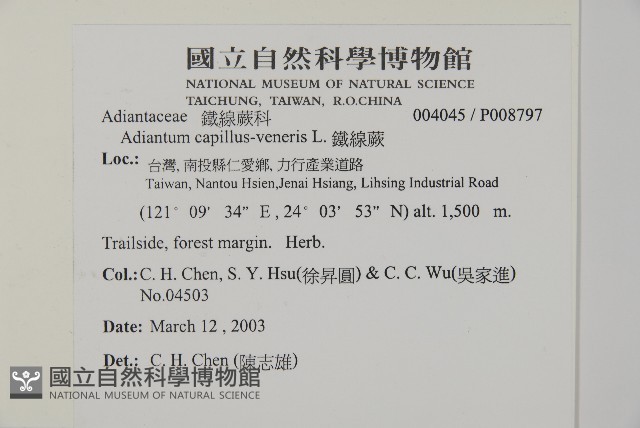 鐵線蕨藏品圖，第2張