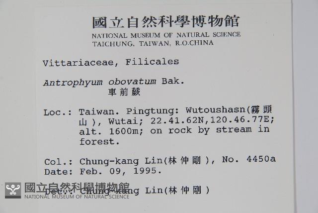 車前蕨藏品圖，第2張