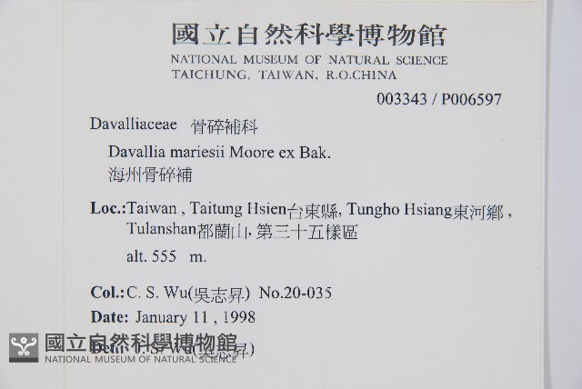海州骨碎補藏品圖，第2張
