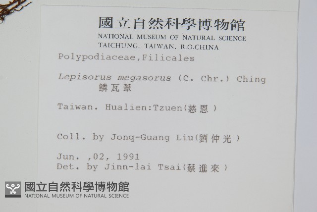 鱗瓦葦、長柄瓦葦藏品圖，第2張