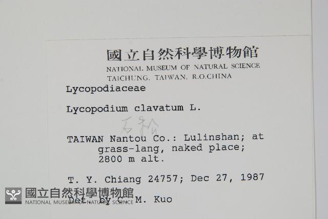 石松藏品圖，第2張