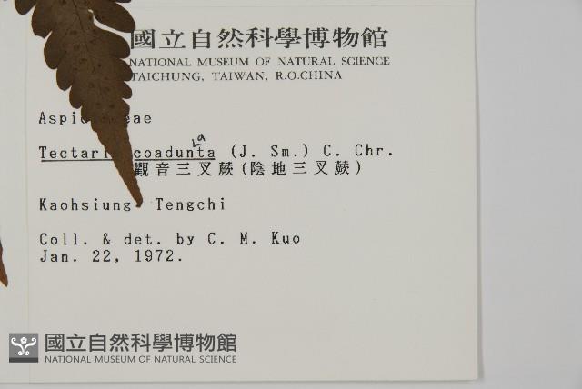 陰地三叉蕨藏品圖，第2張