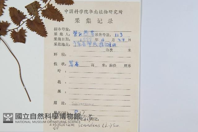 小葉海金沙藏品圖，第2張