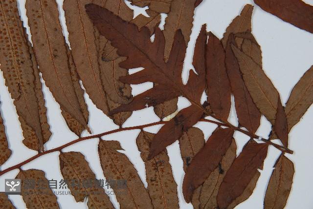 黑桫蕨藏品圖，第5張