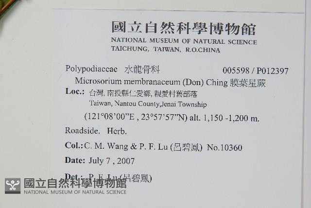 膜葉星蕨藏品圖，第2張