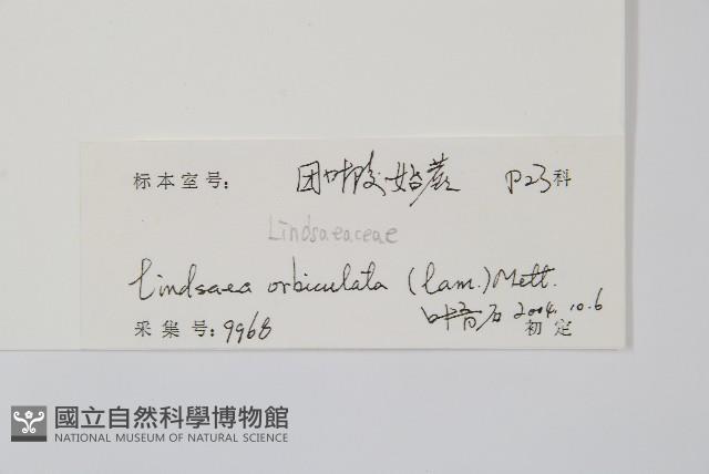 圓葉陵齒蕨藏品圖，第2張