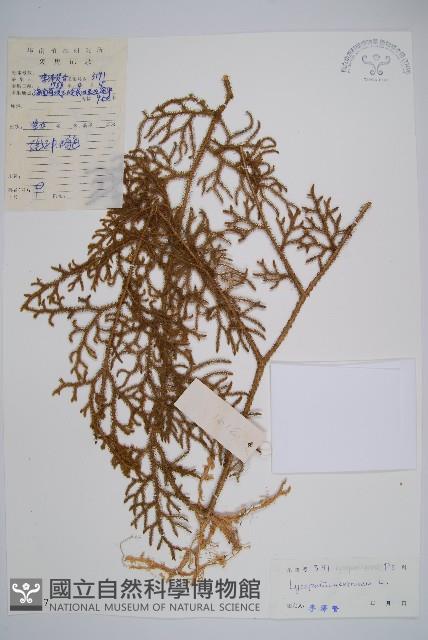 過山龍藏品圖，第1張