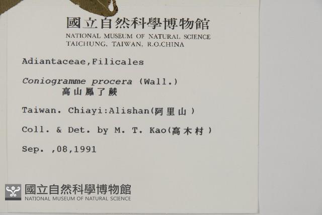 華鳳丫蕨藏品圖，第2張