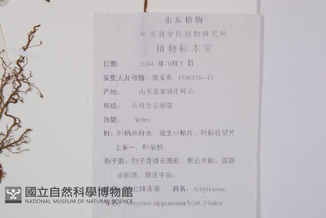 日本蹄蓋蕨藏品圖，第2張