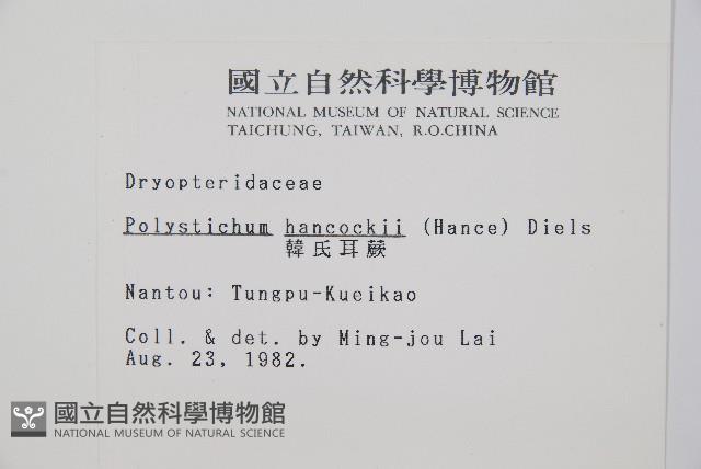 韓氏耳蕨藏品圖，第2張